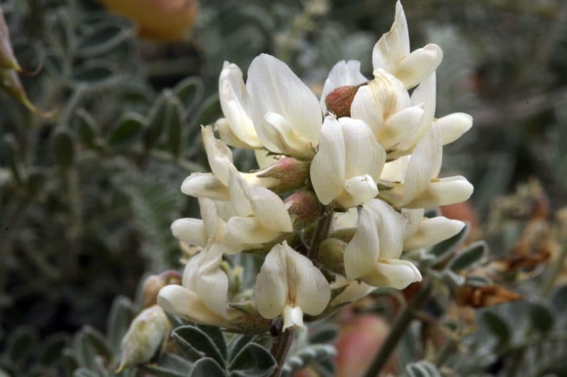 Astragalo 8