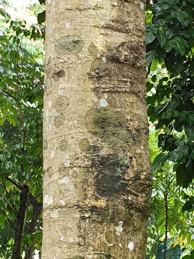 Santol 13