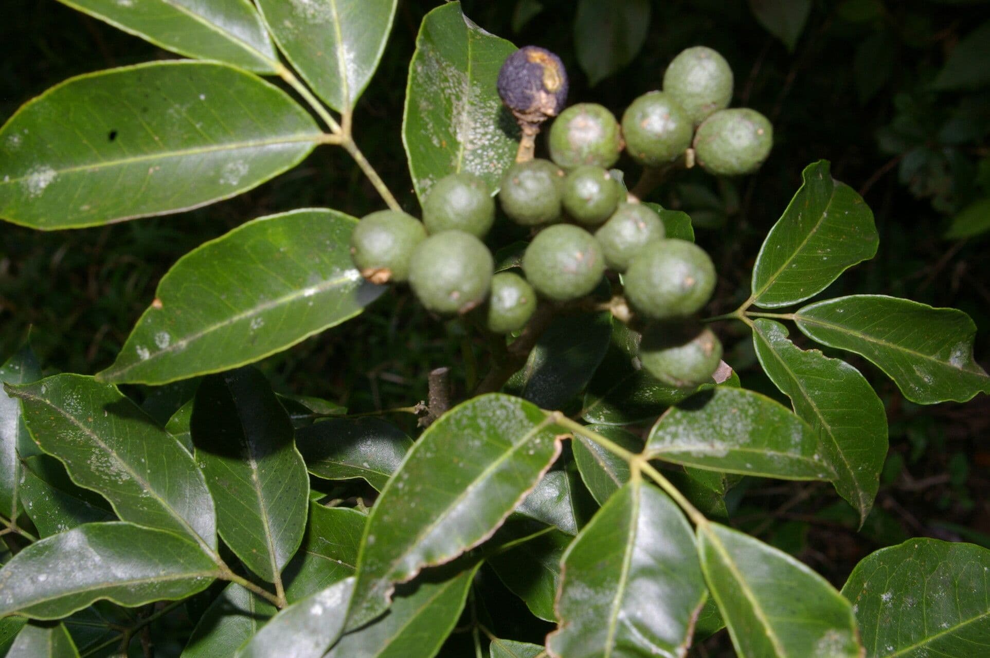Amyris 2