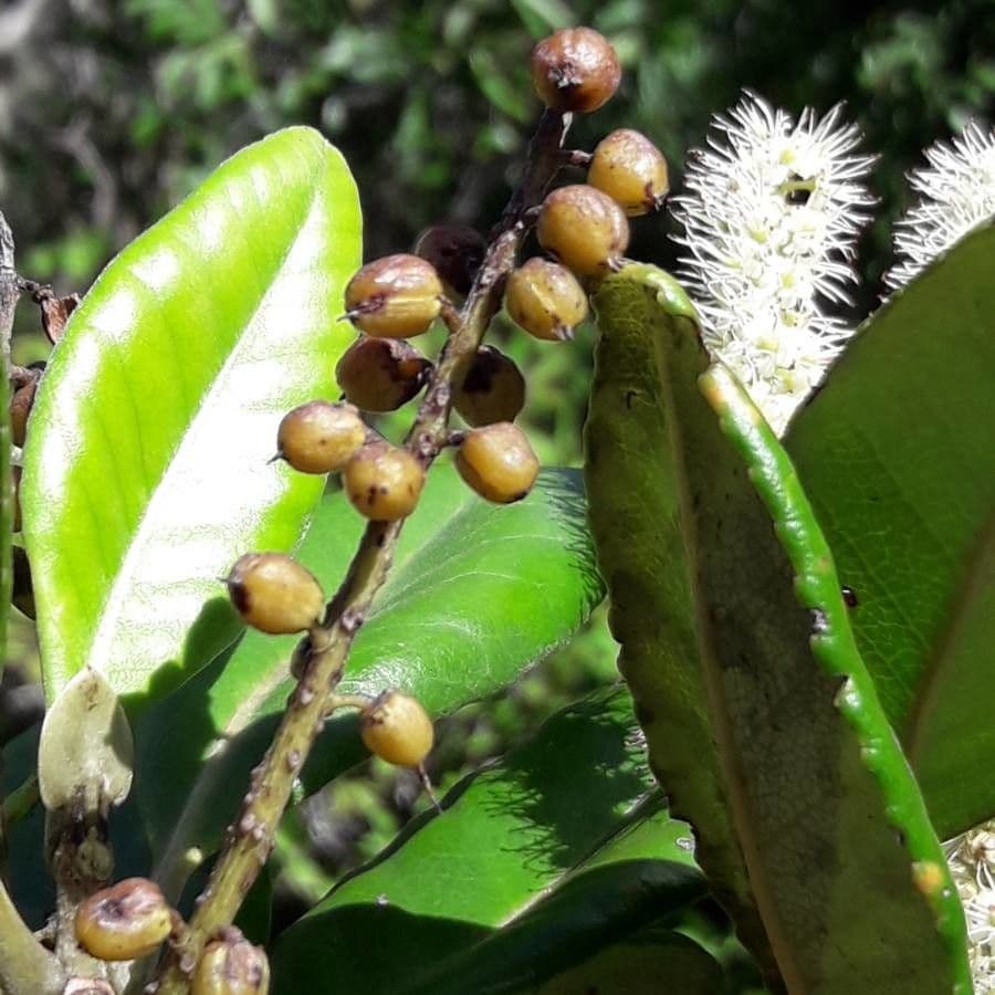 Cunonia 5