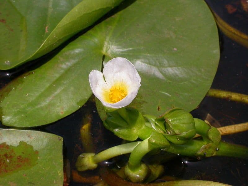 Sagittaria guayanensis 2