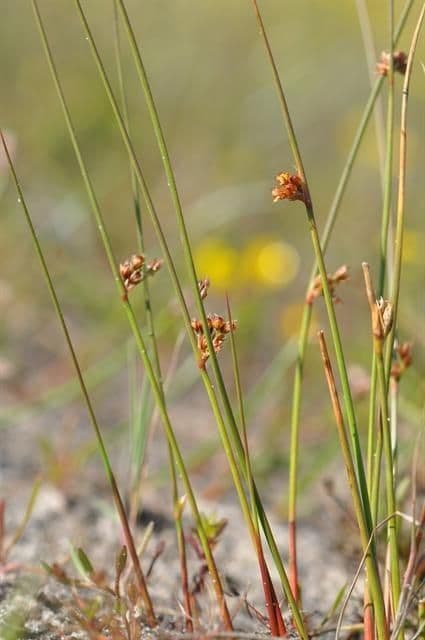 Giunco filiforme 11