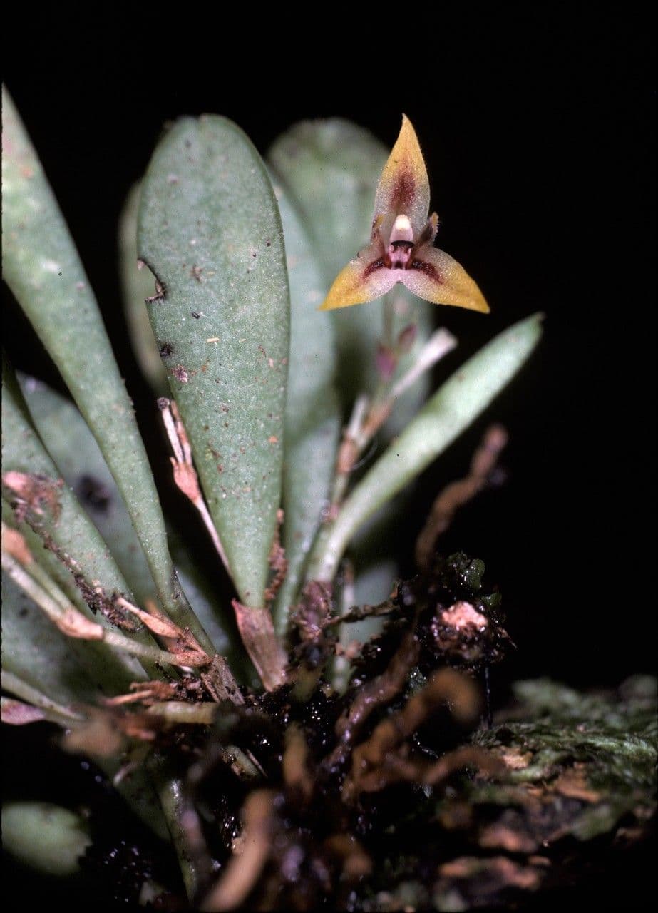 Anathallis 3