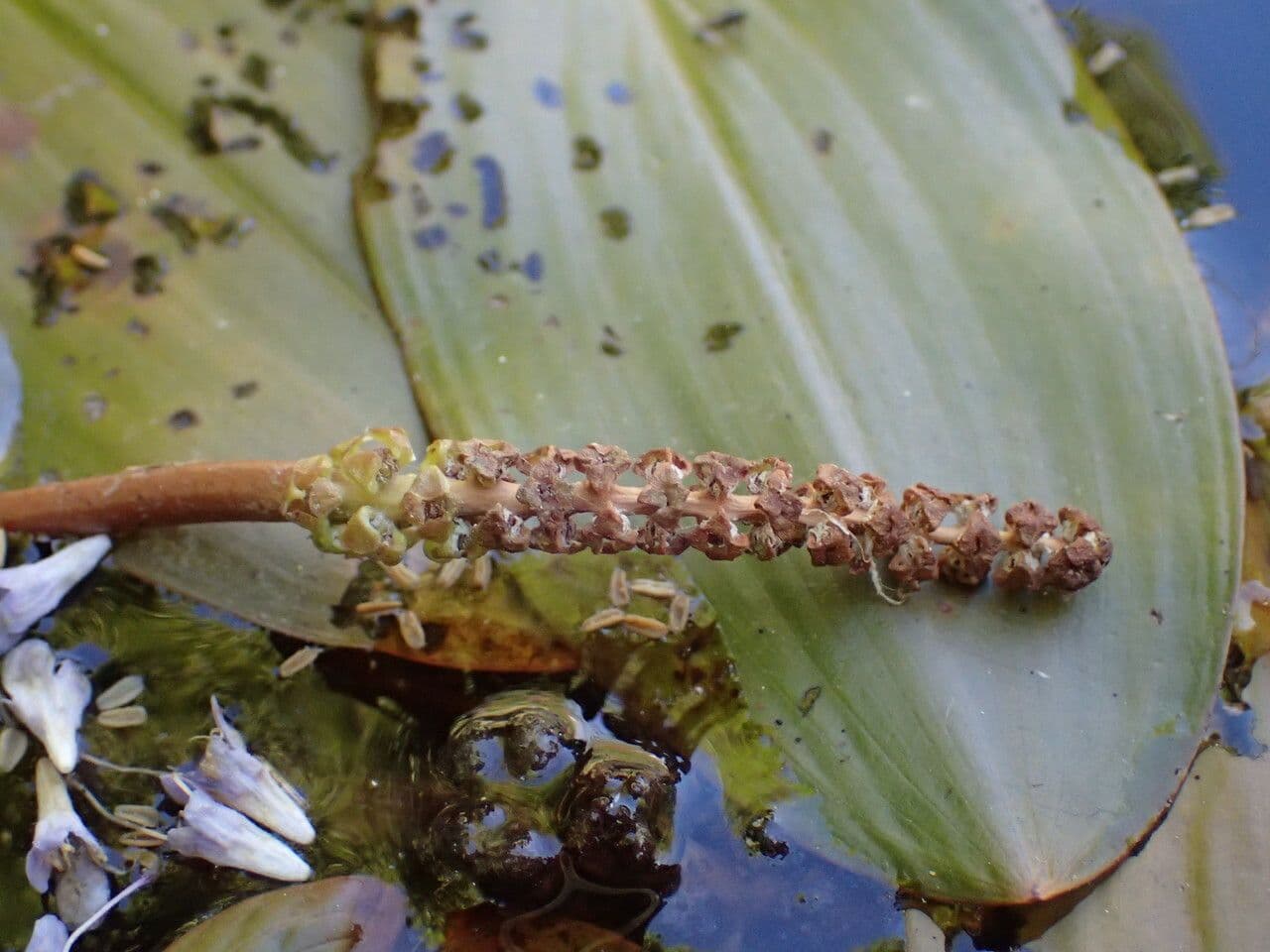 Potamogeto natante 10