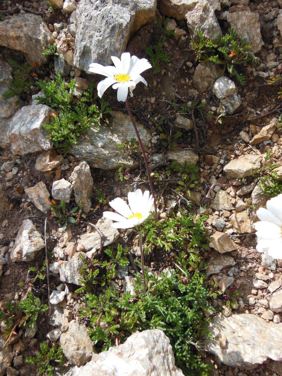 Alpen-Margerite 11