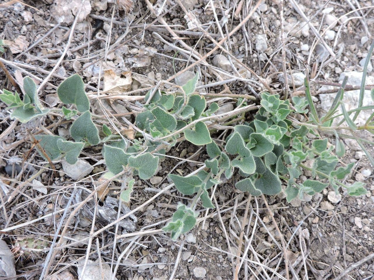 Matelea biflora 11