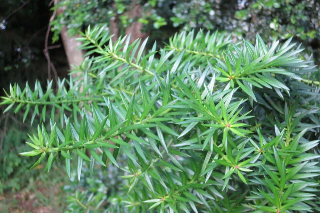 Podocarpus 18