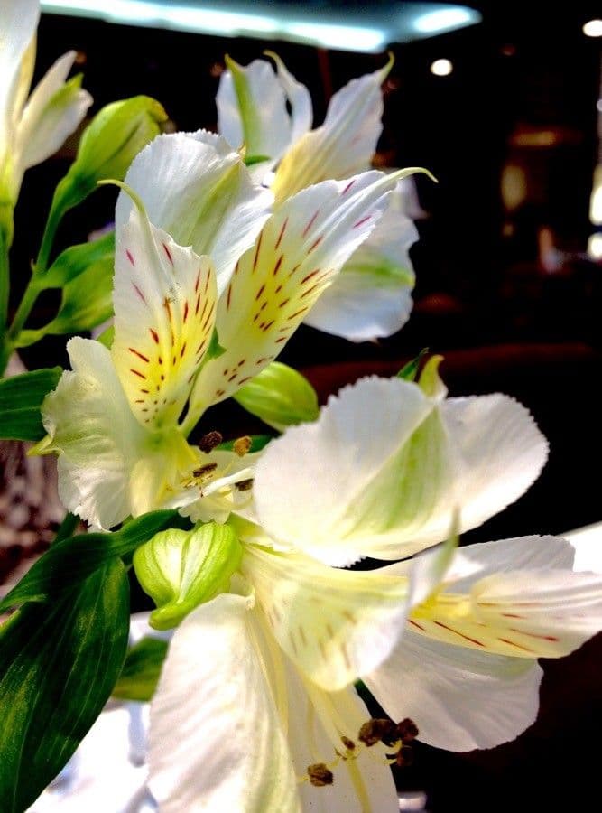 Alstroemeria aurea 28