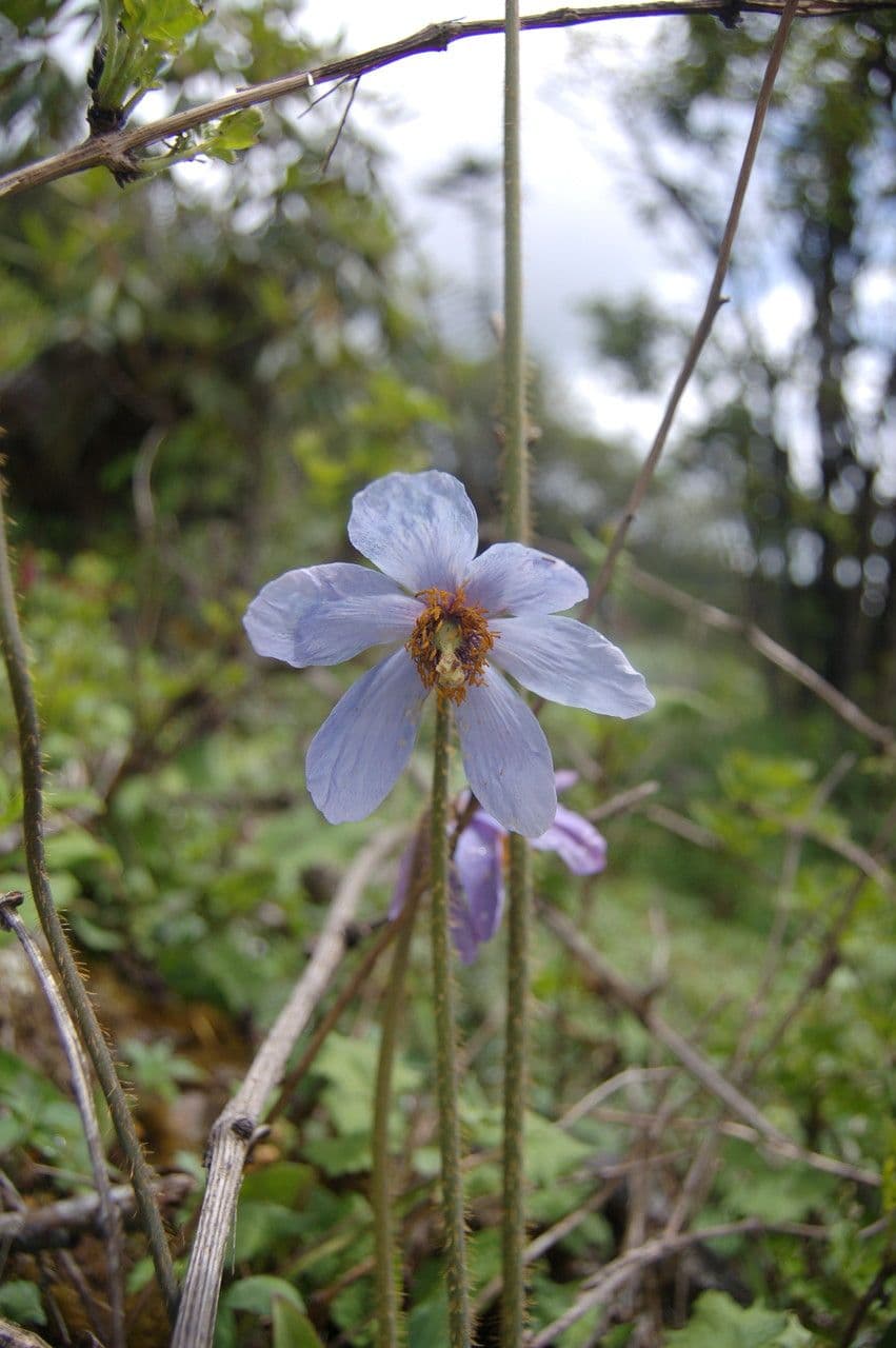 Meconopsis 3