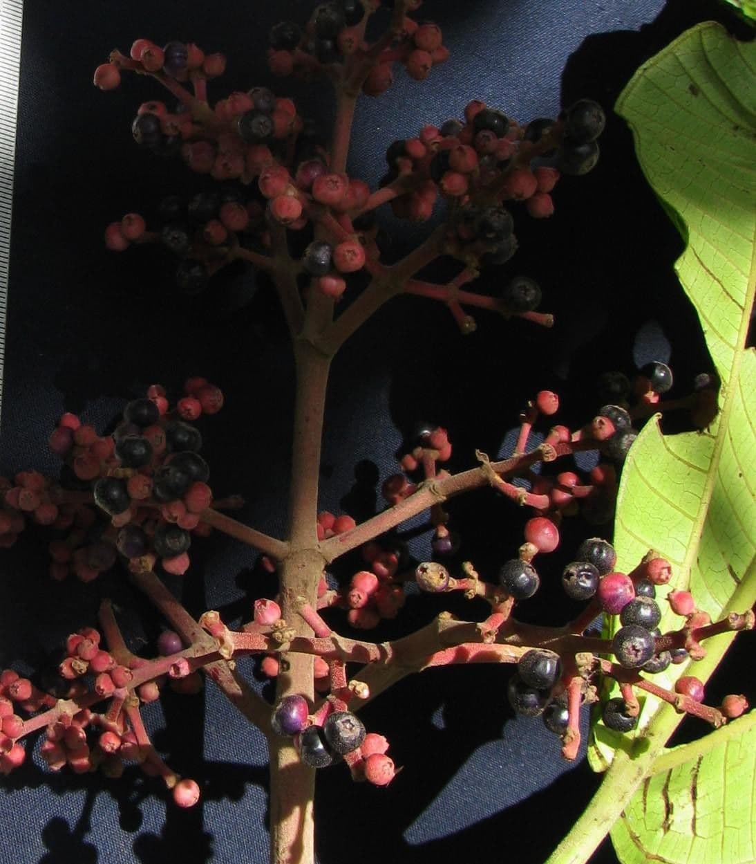 Miconia 21