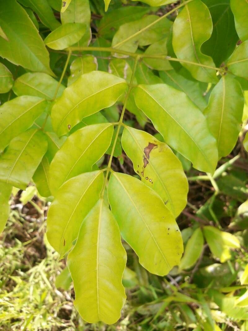 Protium heptaphyllum 11