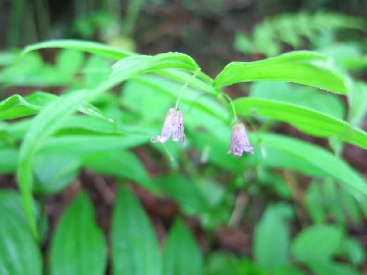 Streptopus lanceolatus 8