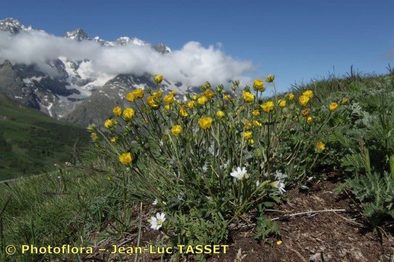 Potentilla nivea 7