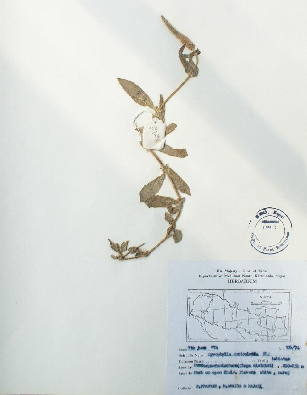 Pogostemon 5