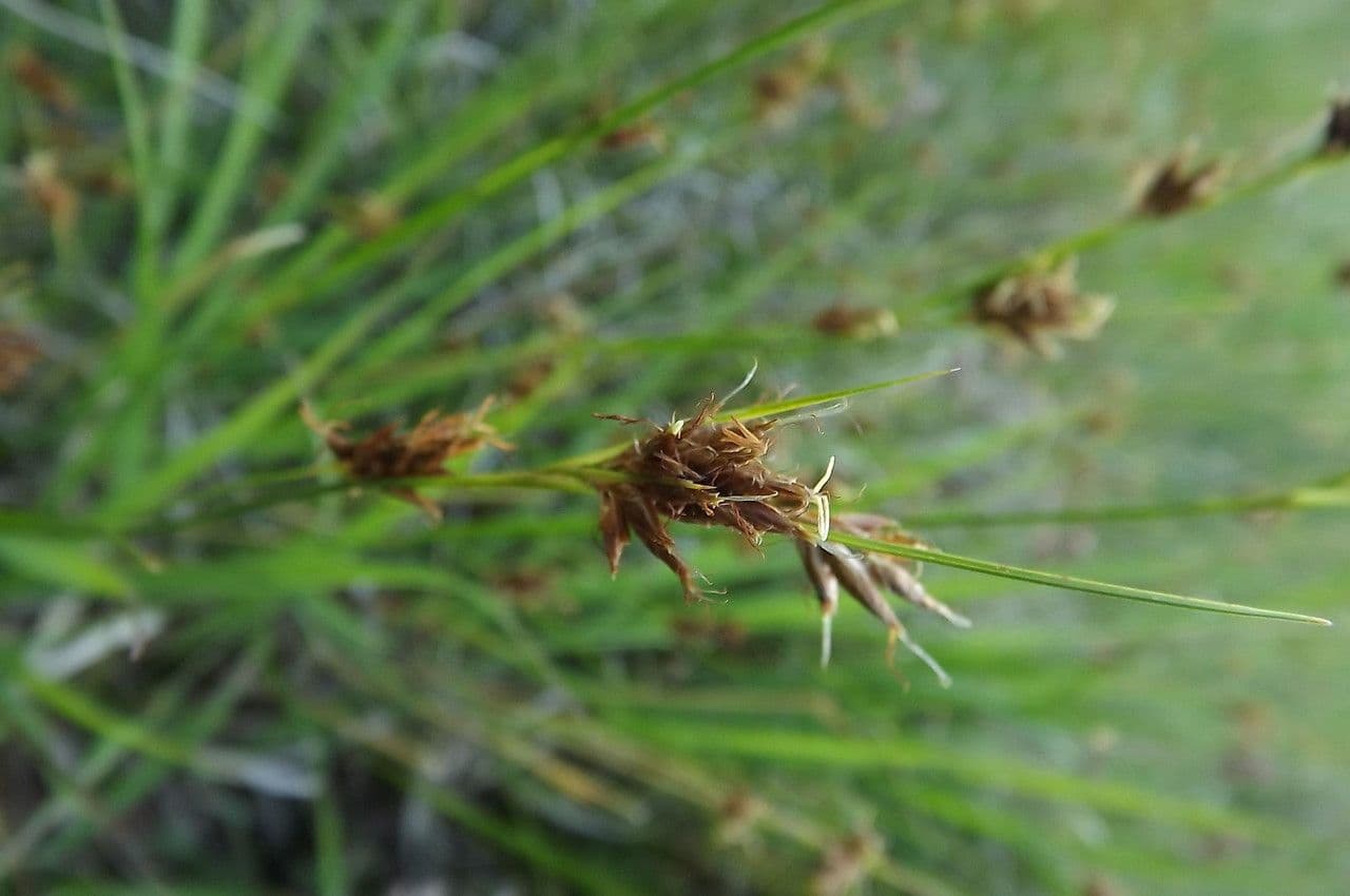 Rincoespora parda 8
