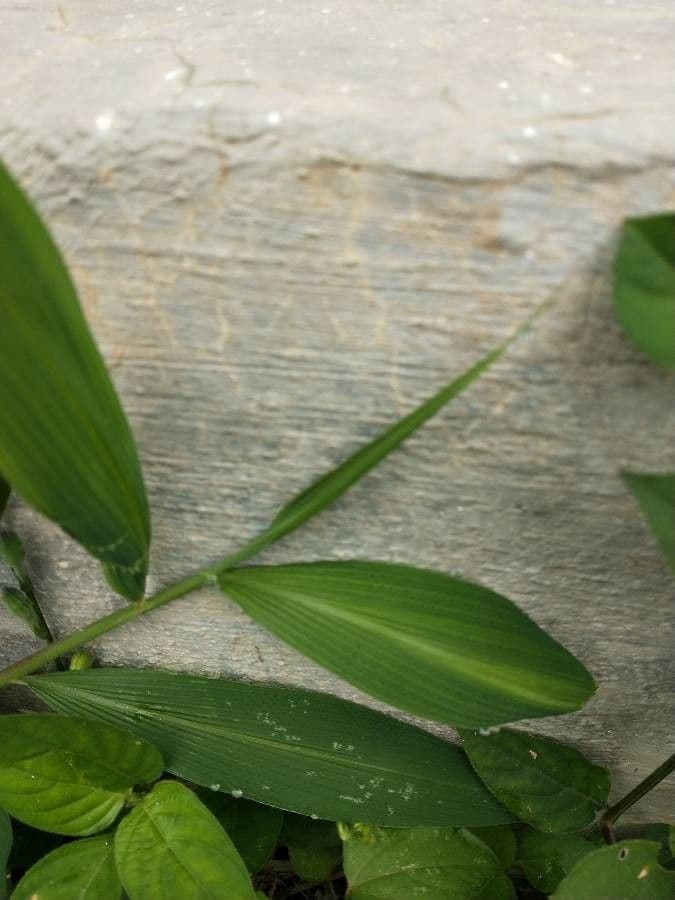 Setaria barbata 15