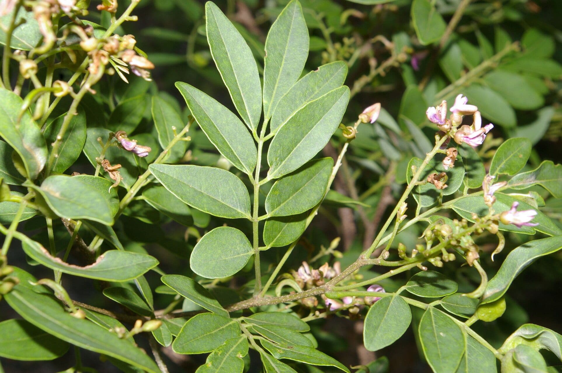 Lonchocarpus lanceolato 6