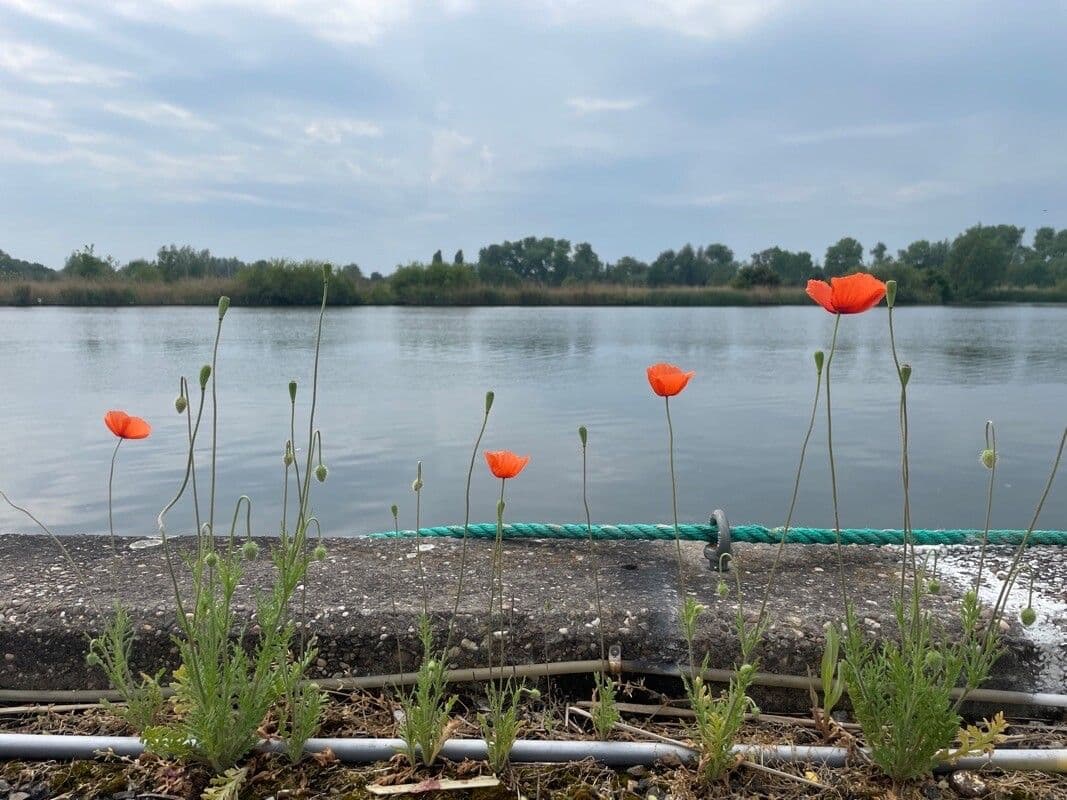 Saat-Mohn 13