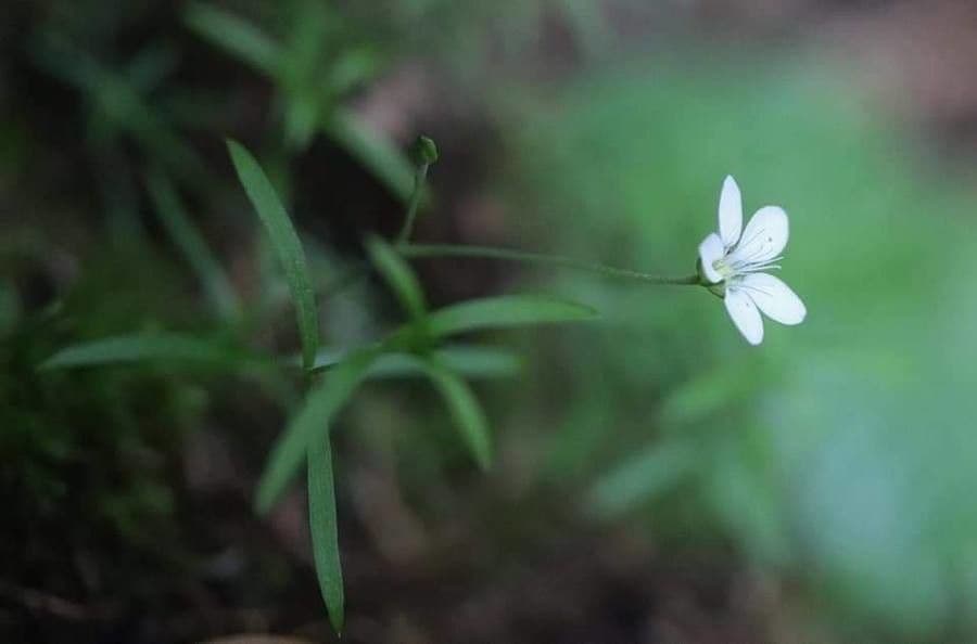 Moehringia 4
