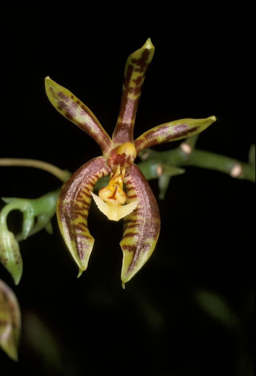 Phalaenopsis di Mann