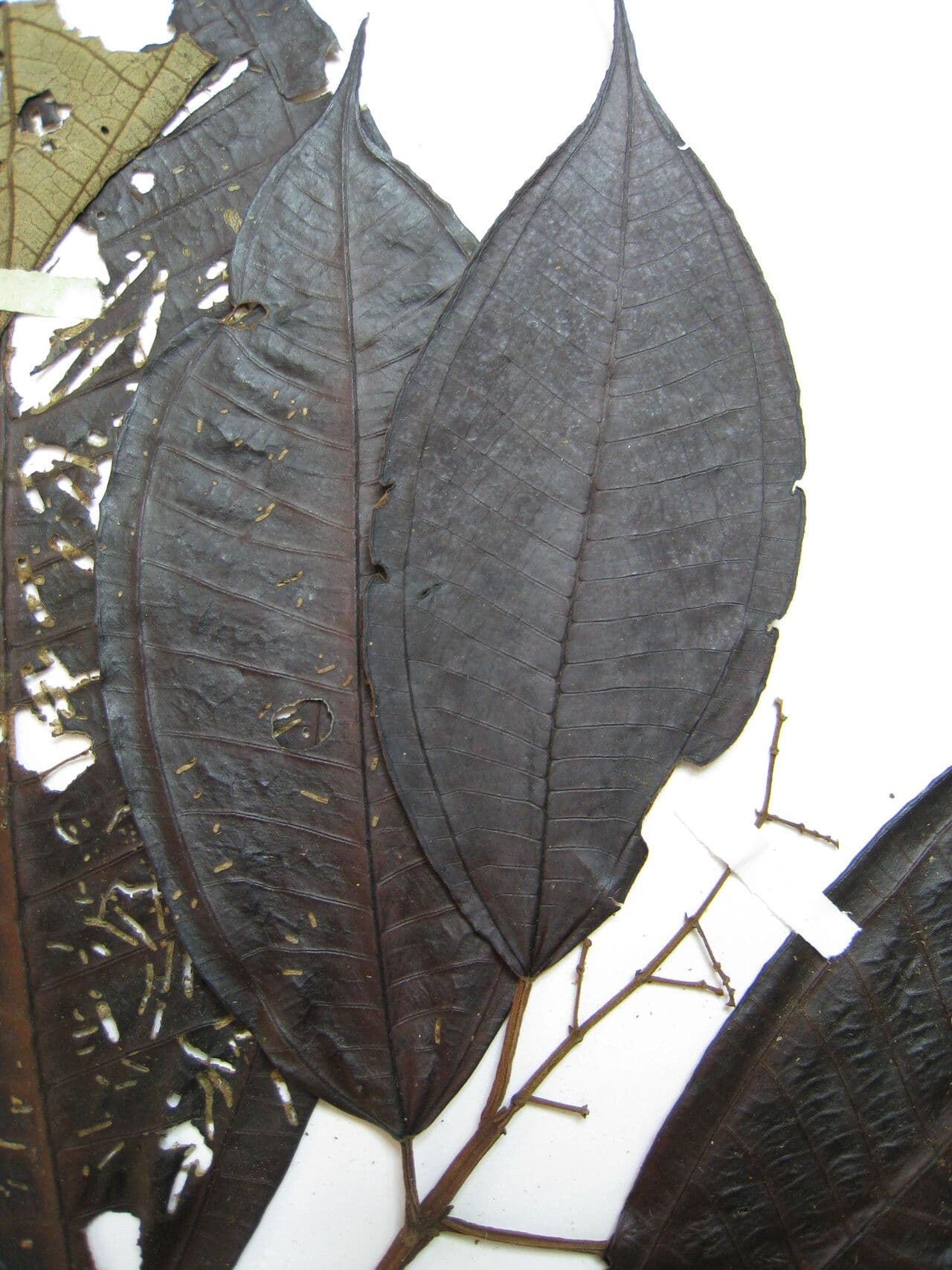 Miconia argyrophylla 7
