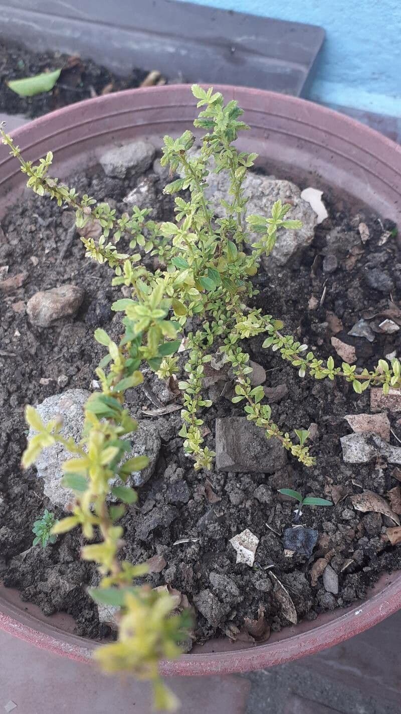 Puerto-Rico-Oregano 19