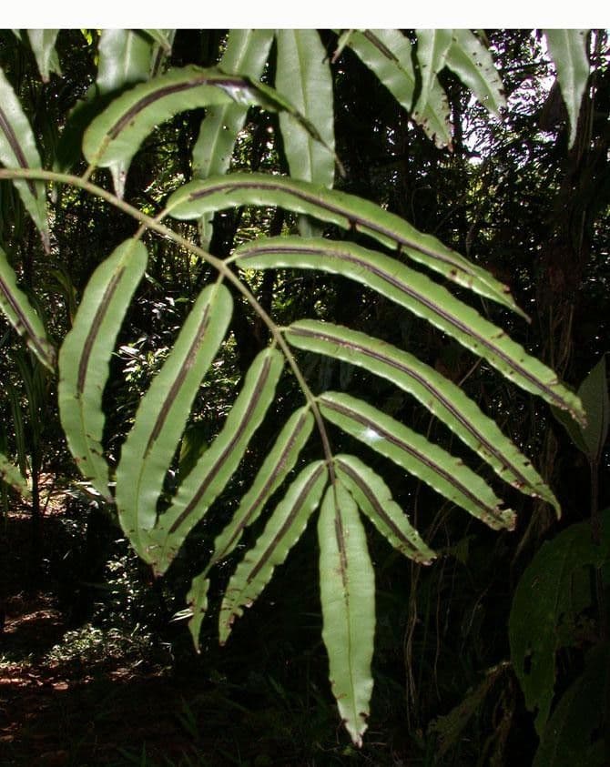 Salpichlaena 7