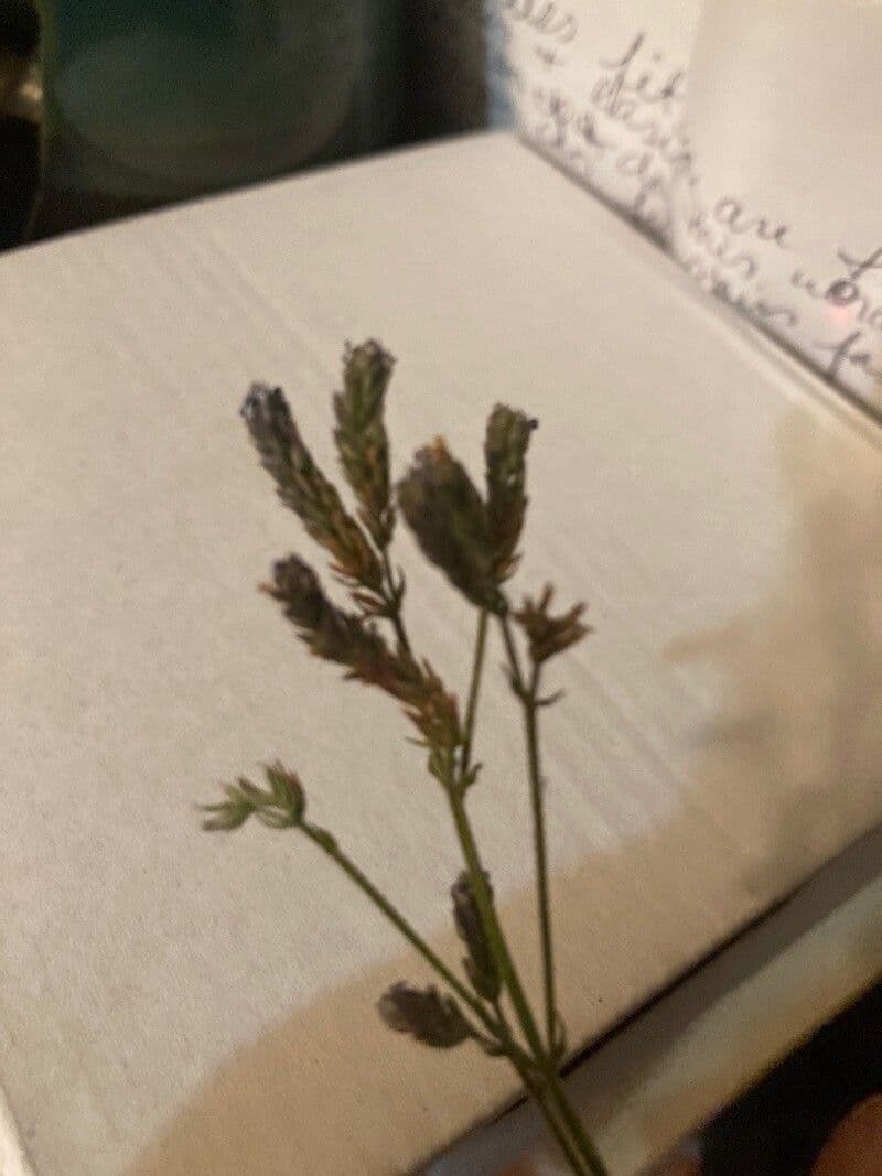 Verbena