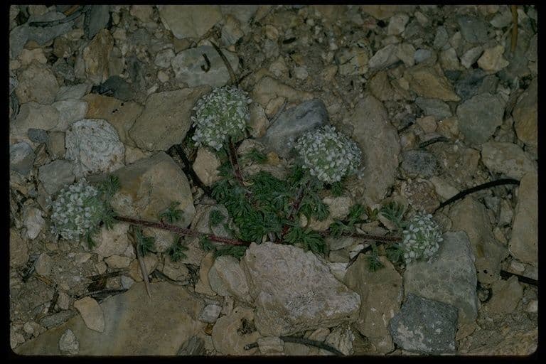 Ipomopsis congesta 15