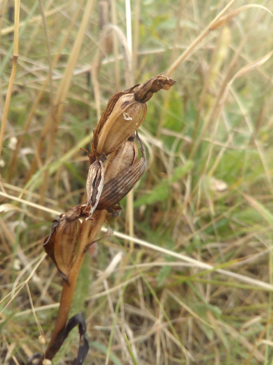 Serapias parviflora 4