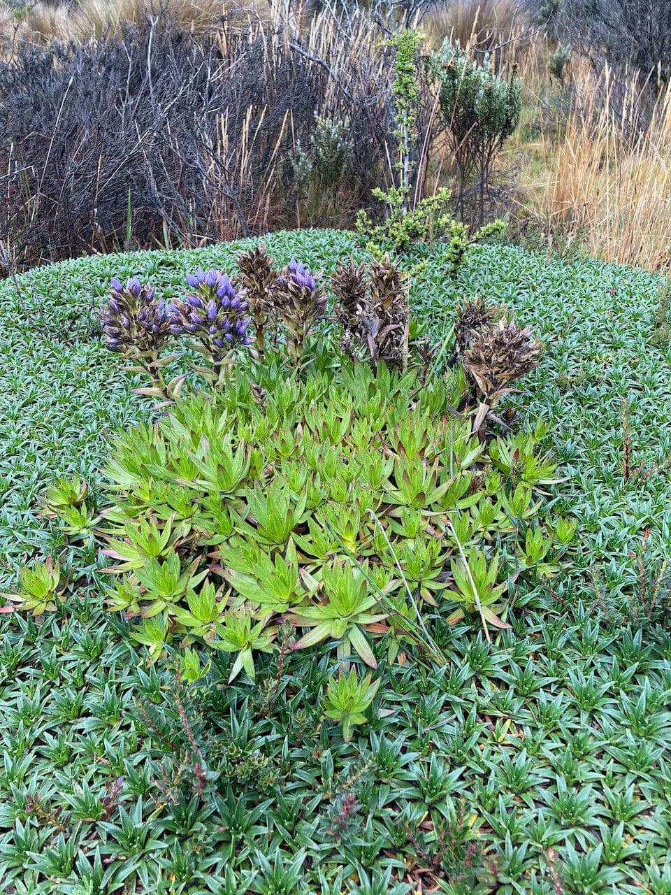 Genzianella 3