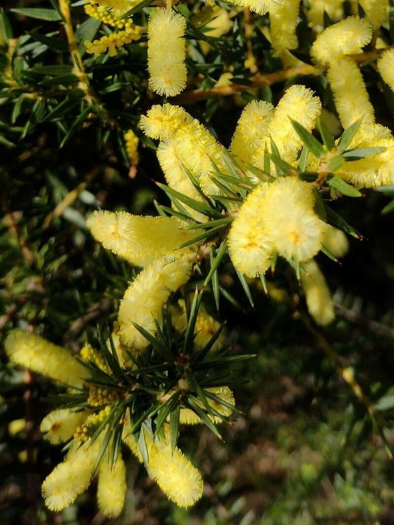 Acacia oxycedrus 5