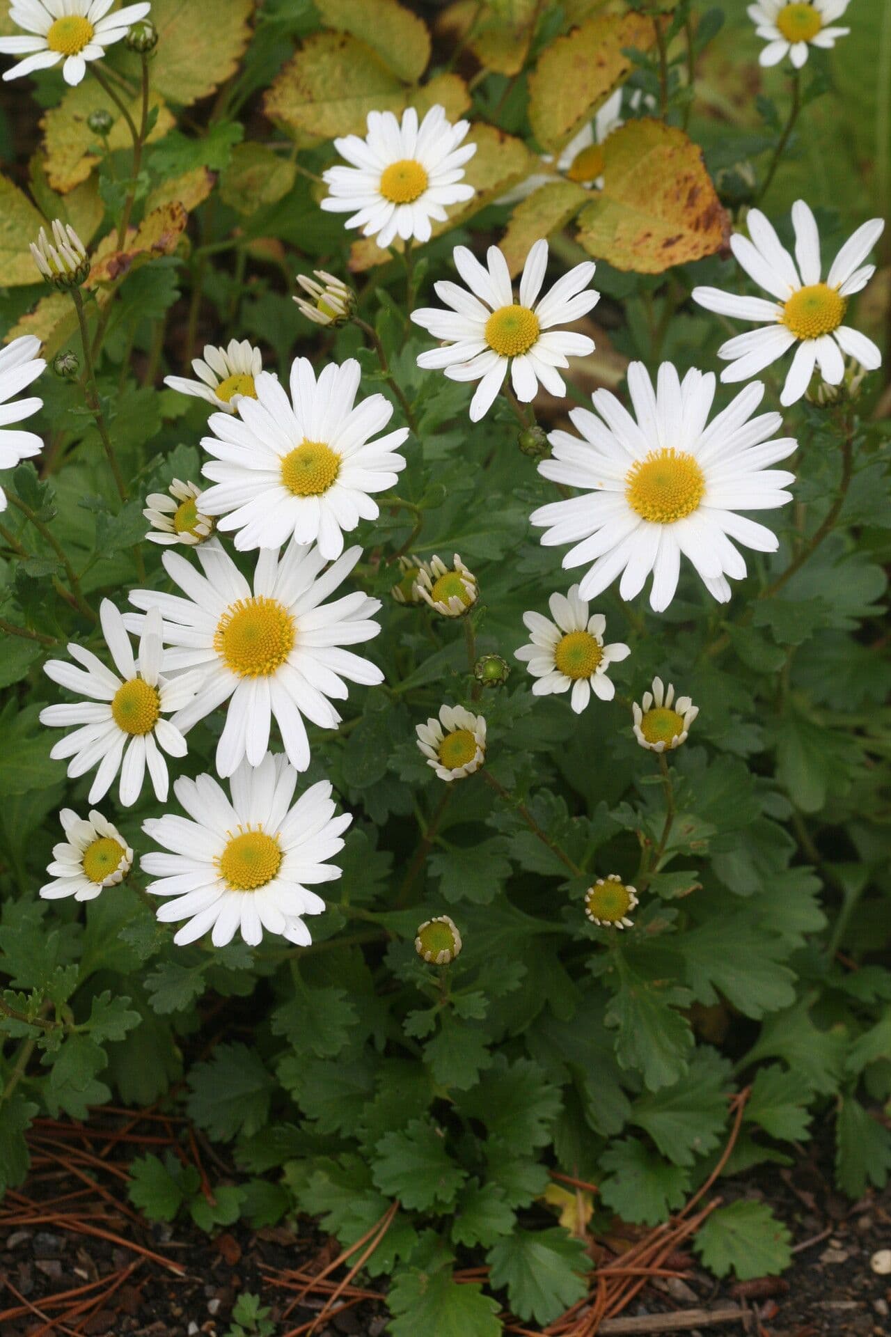 Arktische Margerite