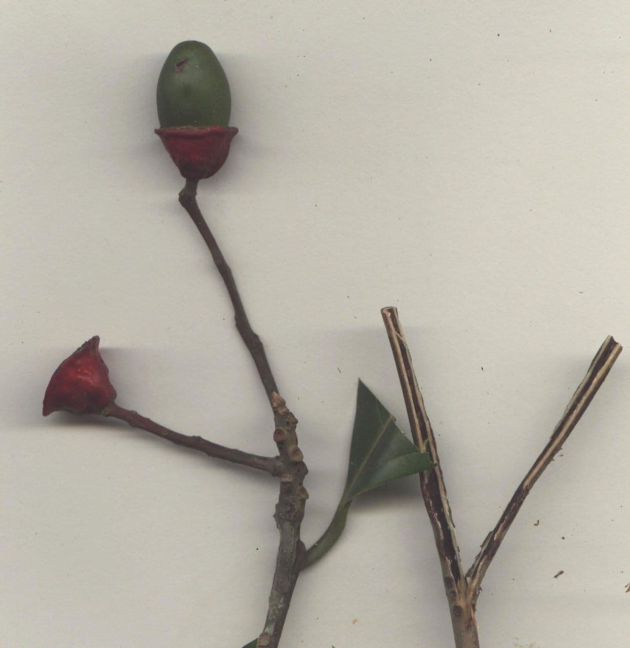 Mespilodaphne macrophylla 24