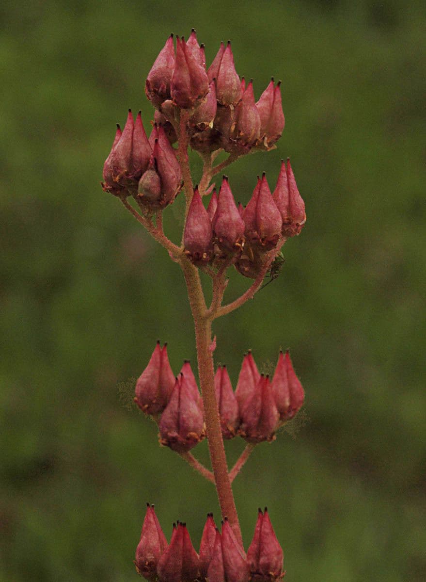 Leptarrhena 10