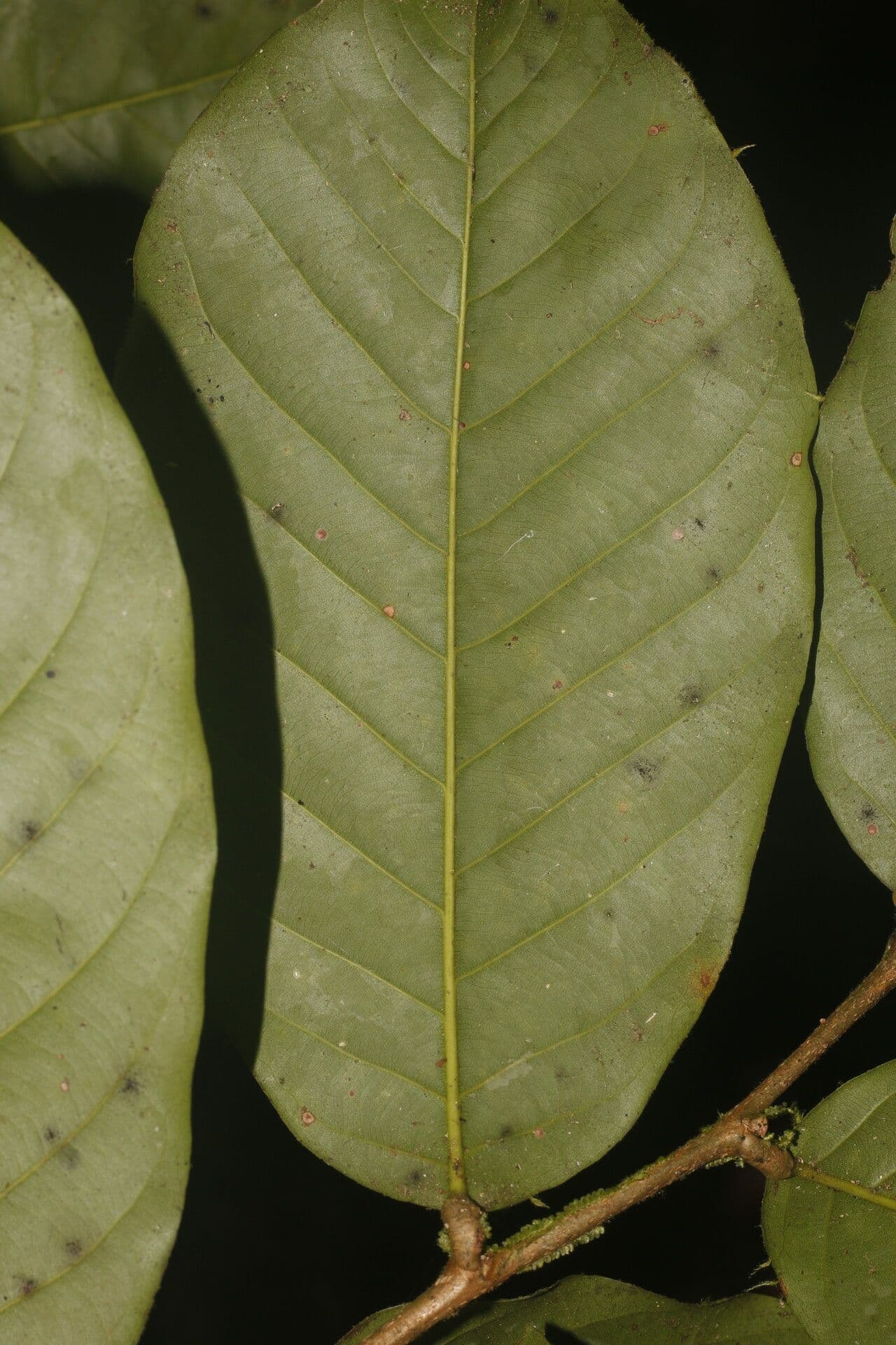 Kallunkia-Moquilea