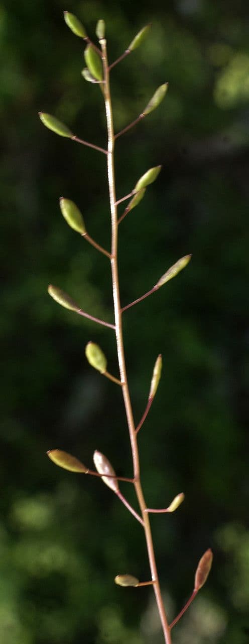 Draba murale 5