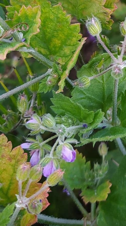 Erodium aethiopicum 18