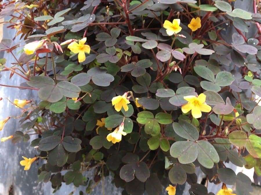 Acetosa 6