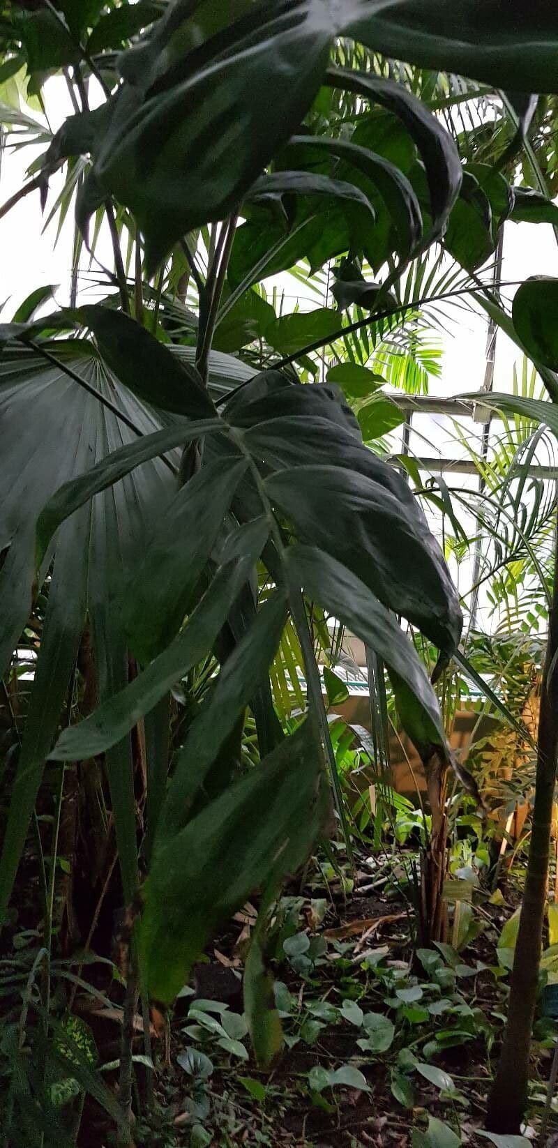 Chamaedorea oblongata 4