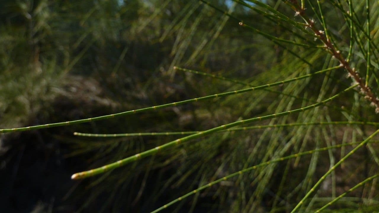 Allocasuarina glauque 10
