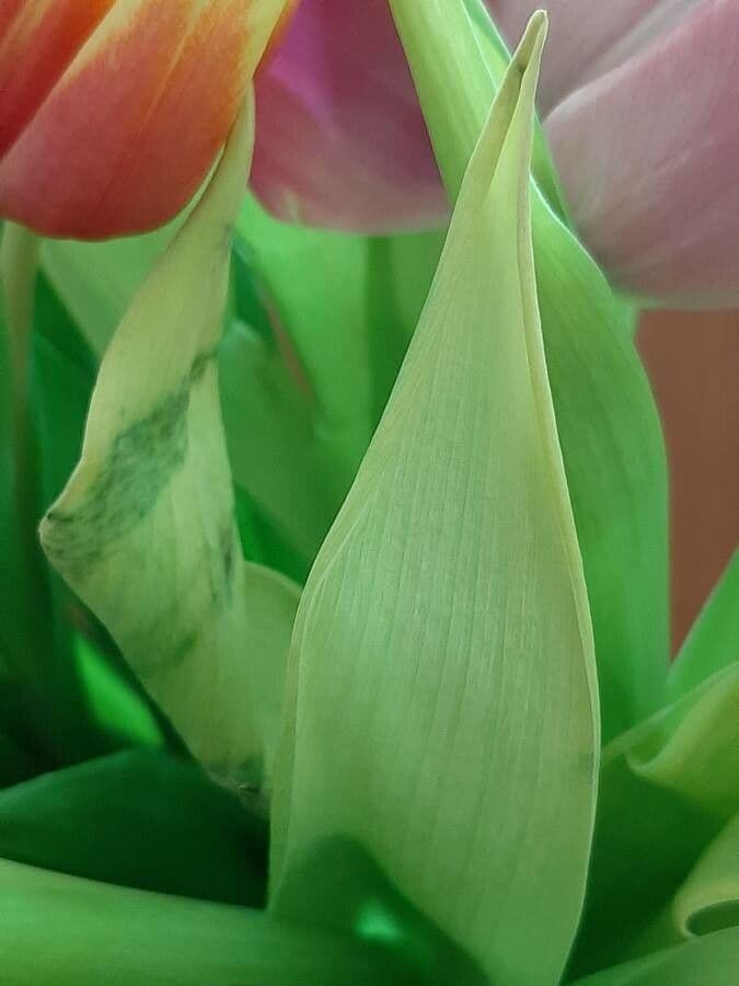 Tulipano di Gesner 16