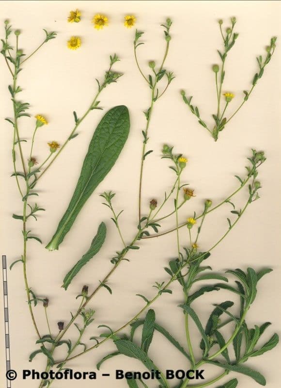 Pulicaria 13