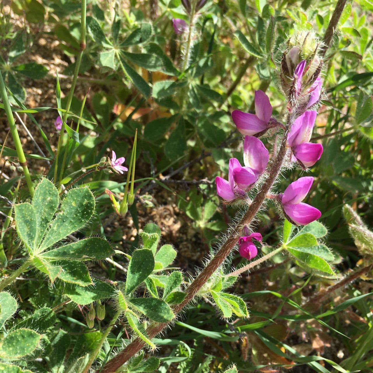 Borstiger Lupine 6