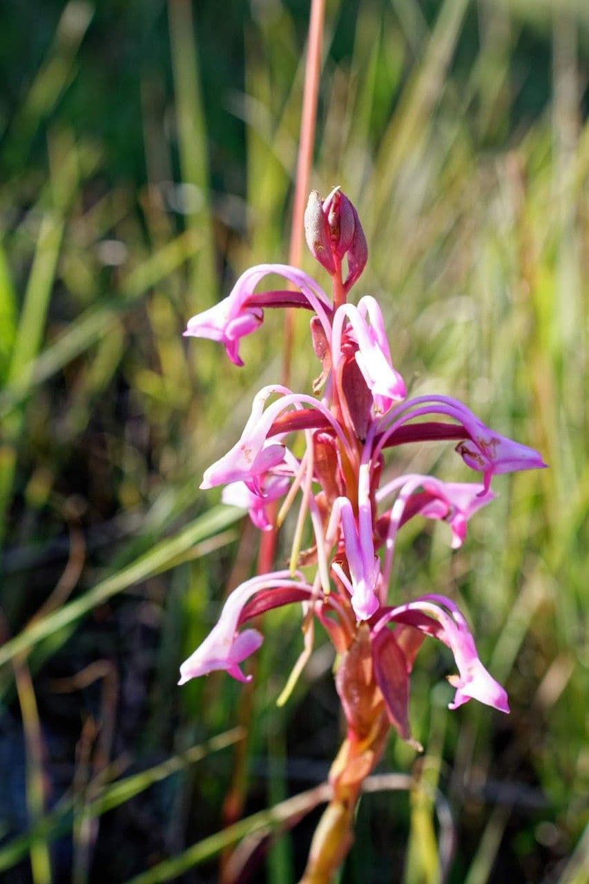 Satyrium