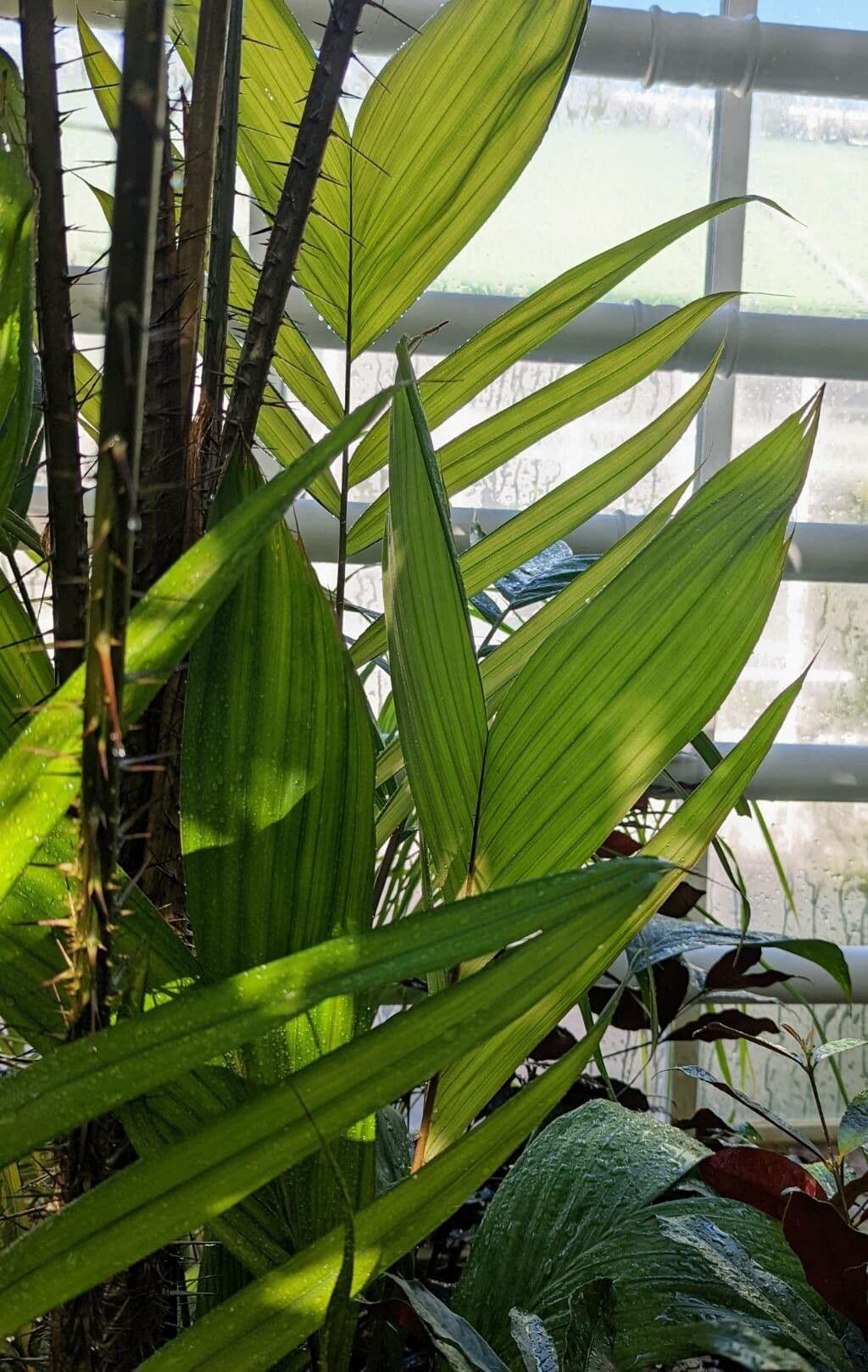 Salak 11