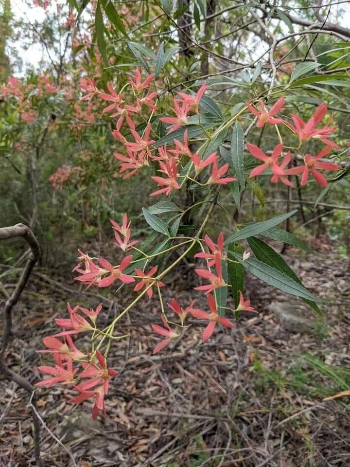 Ceratopetalum gummiferum 5