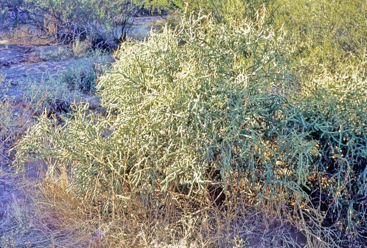 Cylindropuntia ramosissima 4