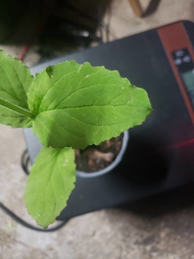 Lobelia 17