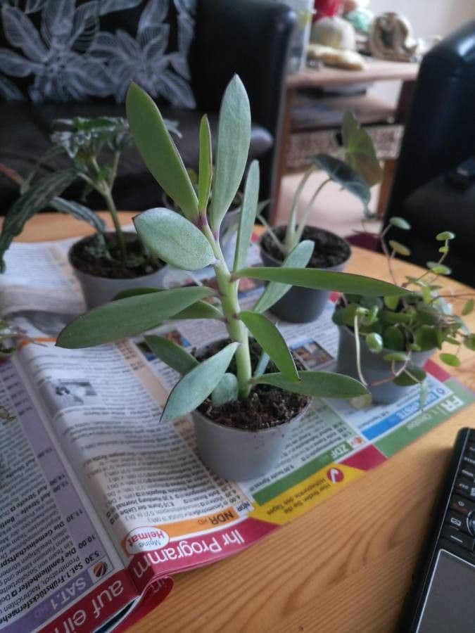 Senecio crassiflorus 12